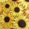 Large Sunflowers